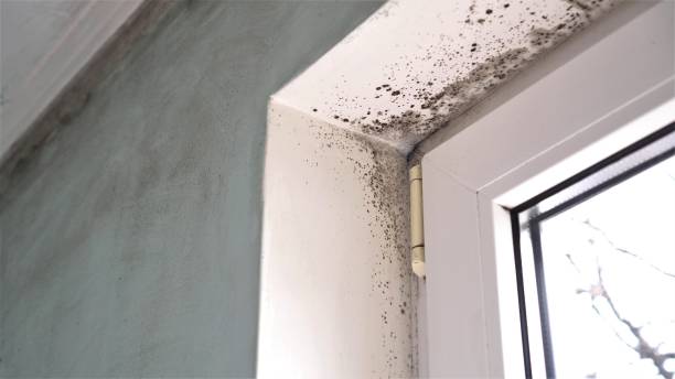 Best Mold Damage Repair  in Reliez Valley, CA