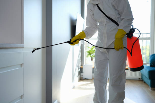 Home Mold Removal in Reliez Valley, CA