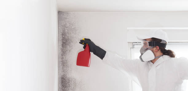 Best Professional Mold Removal  in Reliez Valley, CA