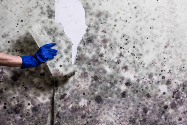 Best Fast Mold Removal  in Reliez Valley, CA