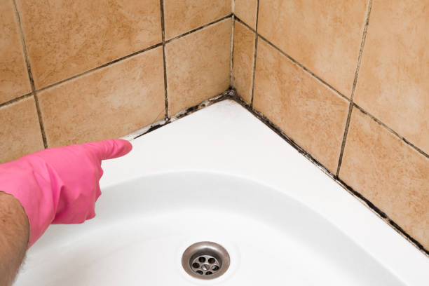 Best Attic Mold Removal  in Reliez Valley, CA